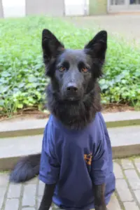 Maya