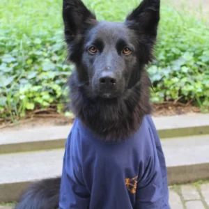 Maya