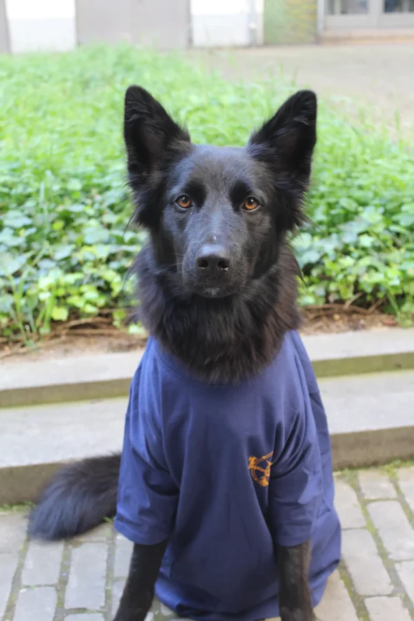 Maya