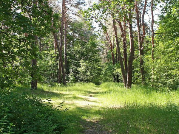 Wuhleheide